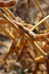 Close-up of  dry Soybean plants ready to harvest against sunlight. Cultivated Glycine max 