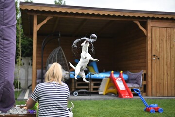 jack russel jump © Bartosz