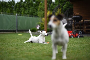 dog jack russel © Bartosz