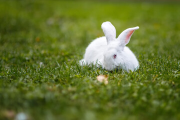 Cute white rabbit eating grass on a green lawn