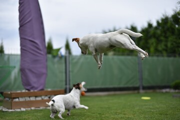 dog fly © Bartosz