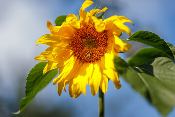 Bees Collect Honey in a Sunflower. Beautiful Sunflower and honey bee sitting on it.