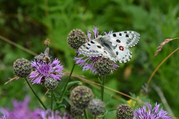 butterfly on a flower