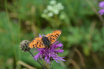 butterfly on flower