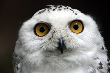 Snow owl (Bubo scandiaca) Chouette des neiges Harfang des neiges