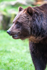 Obraz na płótnie Canvas European brown bear (Braunbär) Ursus arctos