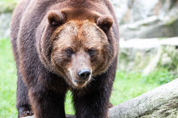 European brown bear (Braunbär) Ursus arctos