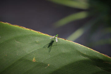 Closeup of Tiny Condylostylus flies on plant leaf. Condylostylus is a genus of flies in the family Dolichopodidae.