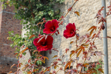 Beautiful flowers of cranberry hibiscus. These are also called as false roselle, maroon mallow, red leaved hibiscus, and red shield hibiscus