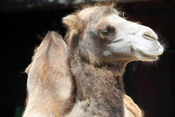 Camel (Camelus bactrianus) Chameau