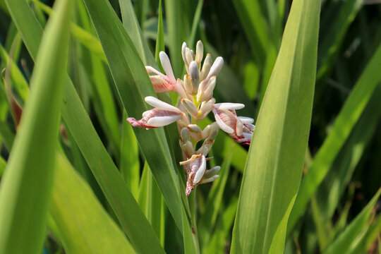Greater Galangal (Alpinia galanga) plant is a pungent rhizome in the ginger family, and a classic ingredient in Thai cooking. It is also a perennial herb with showy flowers and beautiful foliage.
