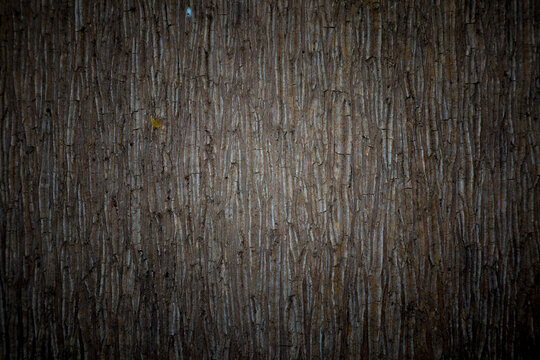 Beautiful tree trunk texture for background. Wood pattern.