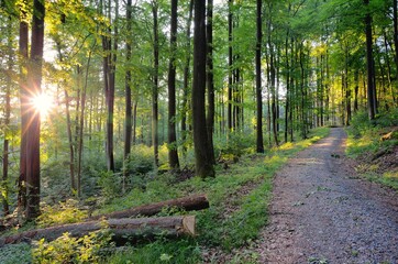 Obraz premium Sonnenstrahlen im Wald