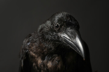 Beautiful common raven on dark background, closeup