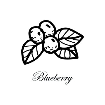 Isolated element on a white background. Blueberries with leaves and berries. Steele doodle. Vector. Blueberries. Black and white image. Ideal for menus, recipes and food posters.