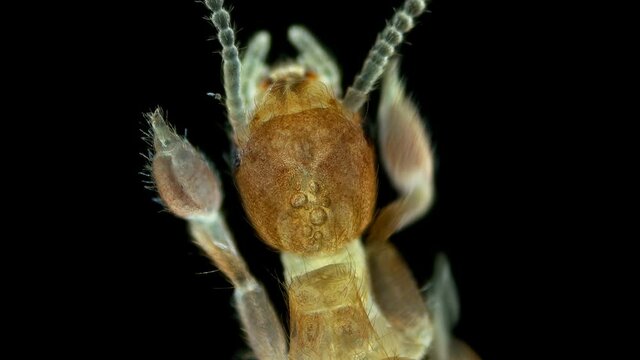 relic insect Embia savignyi under a microscope, of the family Embiidae, feed on decaying plant remains, build silk passages along which they move
