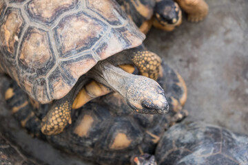 A tortoise sanctuary located in the heart of Singapore.