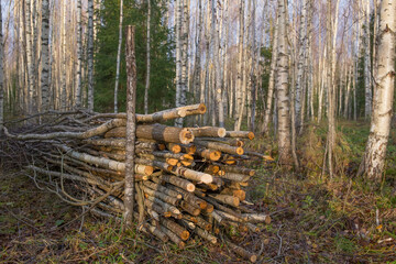 A pile of brushwood is piled in a birch forest. Cleaning up debris in a forest area. Forestry concept.