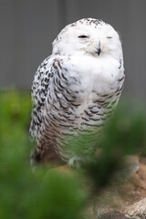 Snow Owl (Schnee-Eule (Bubo scandiacus, Bubo scandiaca, Nyctea scandiaca, Schneeeule)