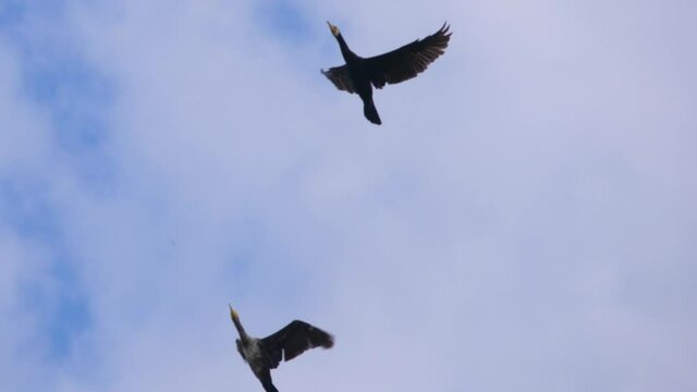 Slow Motion. Birds Geese Flying in Formation, Blue Sky. Migrating Greater Cormorant Birds Flying in Formation.