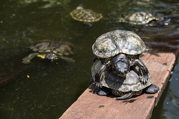 Obraz premium A tortoise sanctuary located in the heart of Singapore.