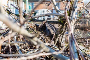 A pet Maine Coon cat of gray graphite color climbs and walks among the dry branches of trees in the garden. The season of spring and harvesting in the garden.