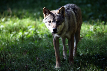Naklejka na ściany i meble European Wolf (Canis lupus) Loup d'Europe