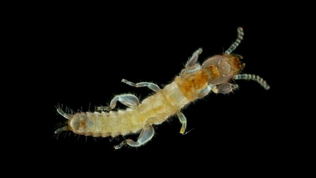relic insect Embia savignyi under a microscope, of the family Embiidae, feed on decaying plant remains, build silk passages along which they move