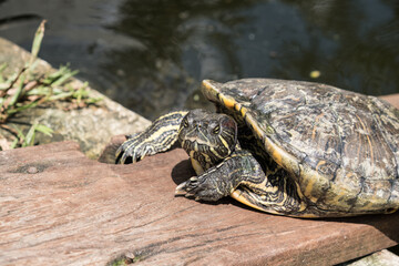 A tortoise sanctuary located in the heart of Singapore.