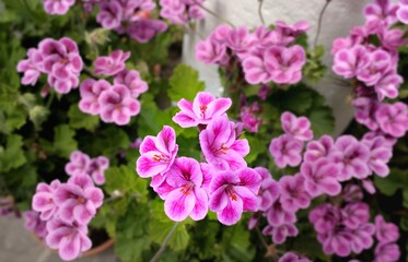 Blumen aus dem Garten