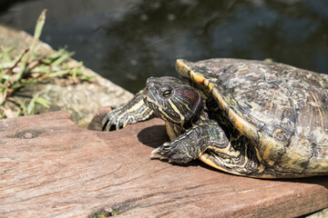 A tortoise sanctuary located in the heart of Singapore.