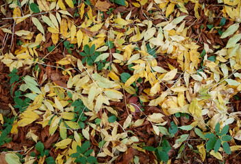 various fallen leaves on ground.