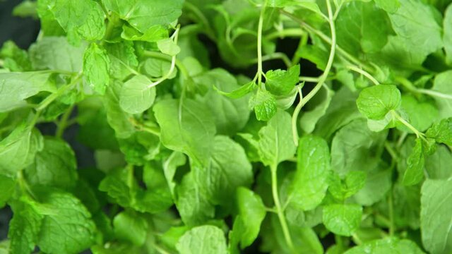 Super Slow Motion Shot of Flying Fresh Mint Towards Camera at 1000 fps.