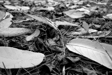 Close-up of various fallen leaves on ground.   Black and white