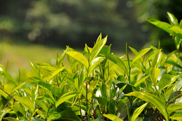 Close-up tea leaf on a tea bush on a sunny day at a tea plantation, Sri Lanka.