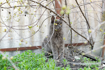 A pet Maine Coon cat of gray graphite color climbs and walks among the dry branches of trees in the garden. The season of spring and harvesting in the garden.