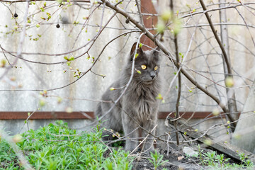 A pet Maine Coon cat of gray graphite color climbs and walks among the dry branches of trees in the garden. The season of spring and harvesting in the garden.