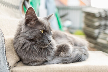 A pet Maine Coon cat of gray graphite color climbs and walks among the dry branches of trees in the garden. The season of spring and harvesting in the garden.
