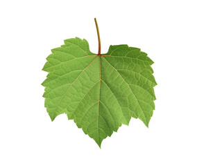Fototapeta premium Fresh green leaf isolated on white. Grape plant