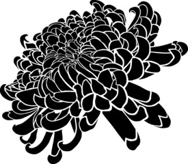 vector black and white chrysanthemum flower