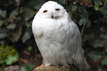 Obraz premium Snow Owl (Schnee-Eule (Bubo scandiacus, Bubo scandiaca, Nyctea scandiaca, Schneeeule)