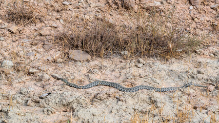Long dangerous snake in the field