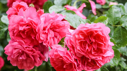 red and white tulips