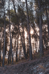 autumn forest in the morning in backlighting with the sun at sunrise