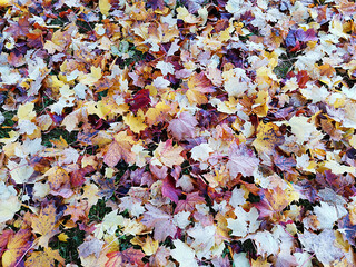 Laubblätter am Boden liegend - Herbst