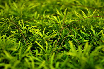 the beauty of the ornamental grass which is greenish yellow. ornamental grass background. nature background.