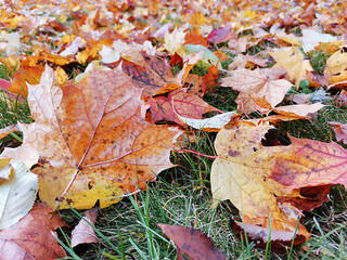 Laubblätter am Boden liegend - Herbst