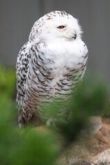 Obraz premium Snow Owl (Schnee-Eule (Bubo scandiacus, Bubo scandiaca, Nyctea scandiaca, Schneeeule)