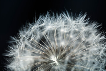 Fluffy dandelion ball on a black background. Abstract details in nature close-up