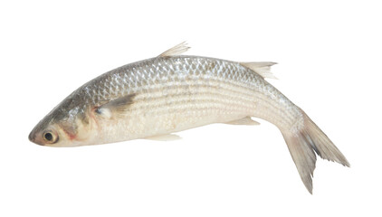 Grey mullet fish or flathead mullet isolated on white background